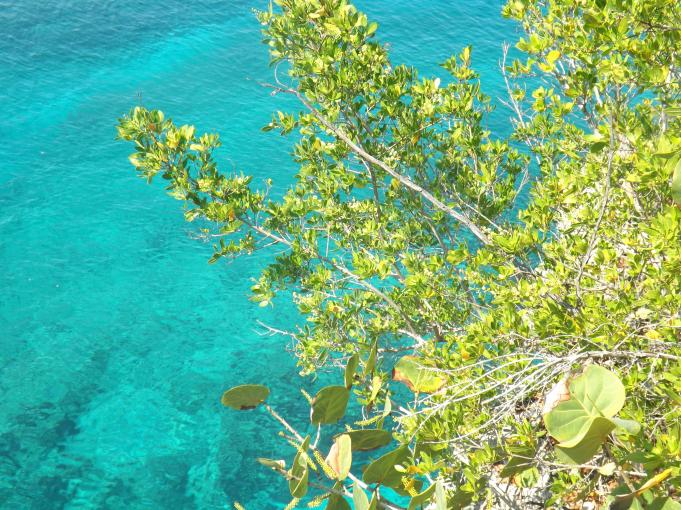 Name:  jamaica apr2013 new pt2 597.jpg
Views: 1606
Size:  100.8 KB