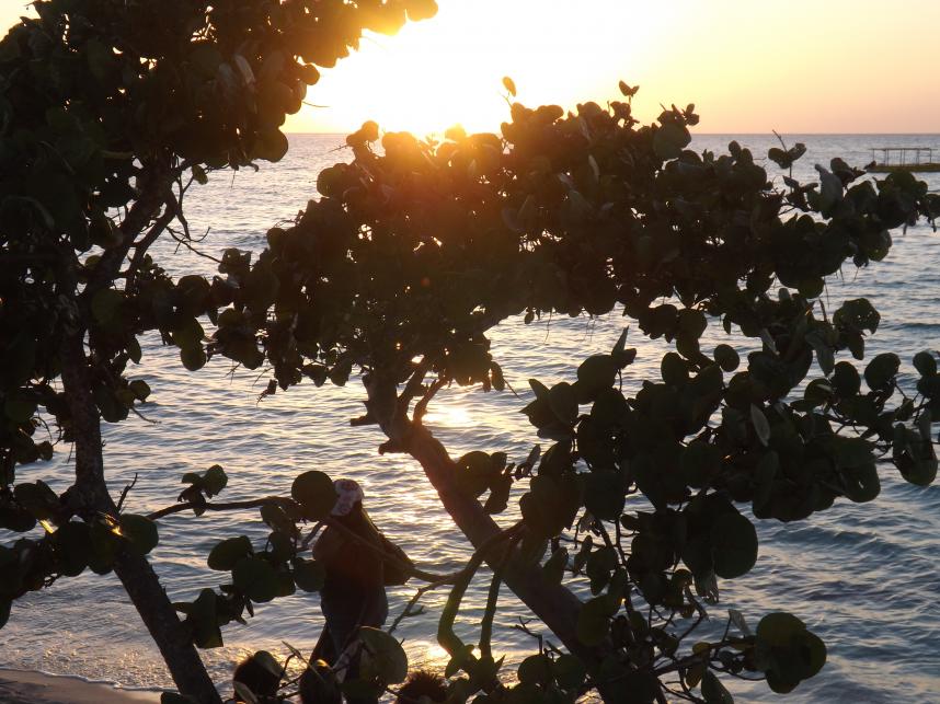 Name:  jamaica apr2013 new pt2 666.jpg
Views: 2253
Size:  96.1 KB