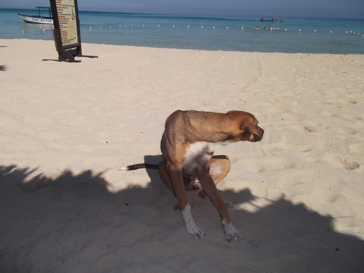 Name:  jamaica april2013 red camera 270.jpg
Views: 1952
Size:  91.8 KB