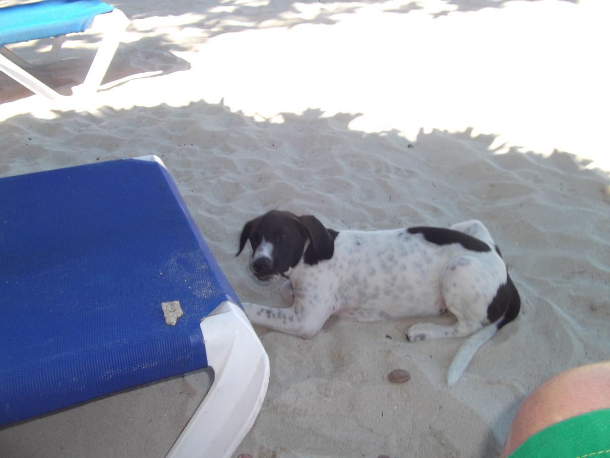 Name:  jamaica april2013 red camera 271.jpg
Views: 1926
Size:  87.4 KB
