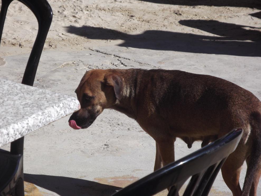 Name:  jamaica april2013 red camera 276.jpg
Views: 1915
Size:  92.4 KB