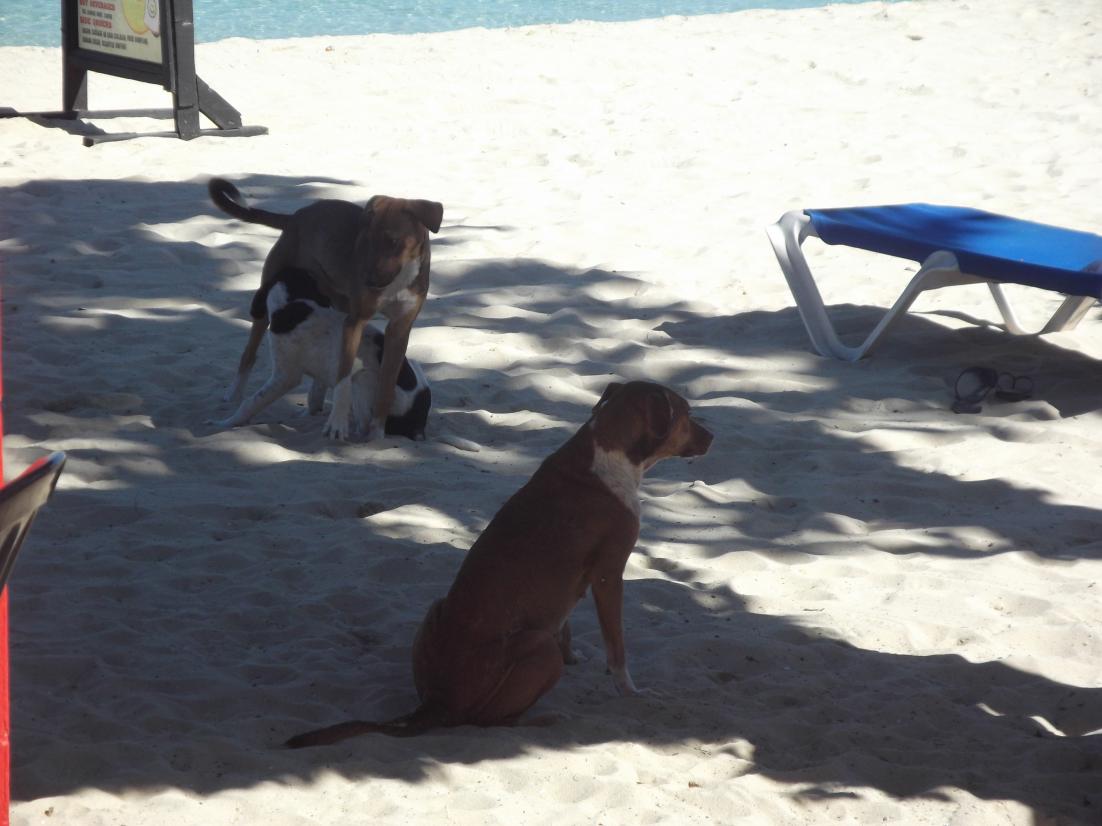 Name:  jamaica april2013 red camera 277.jpg
Views: 1922
Size:  85.6 KB