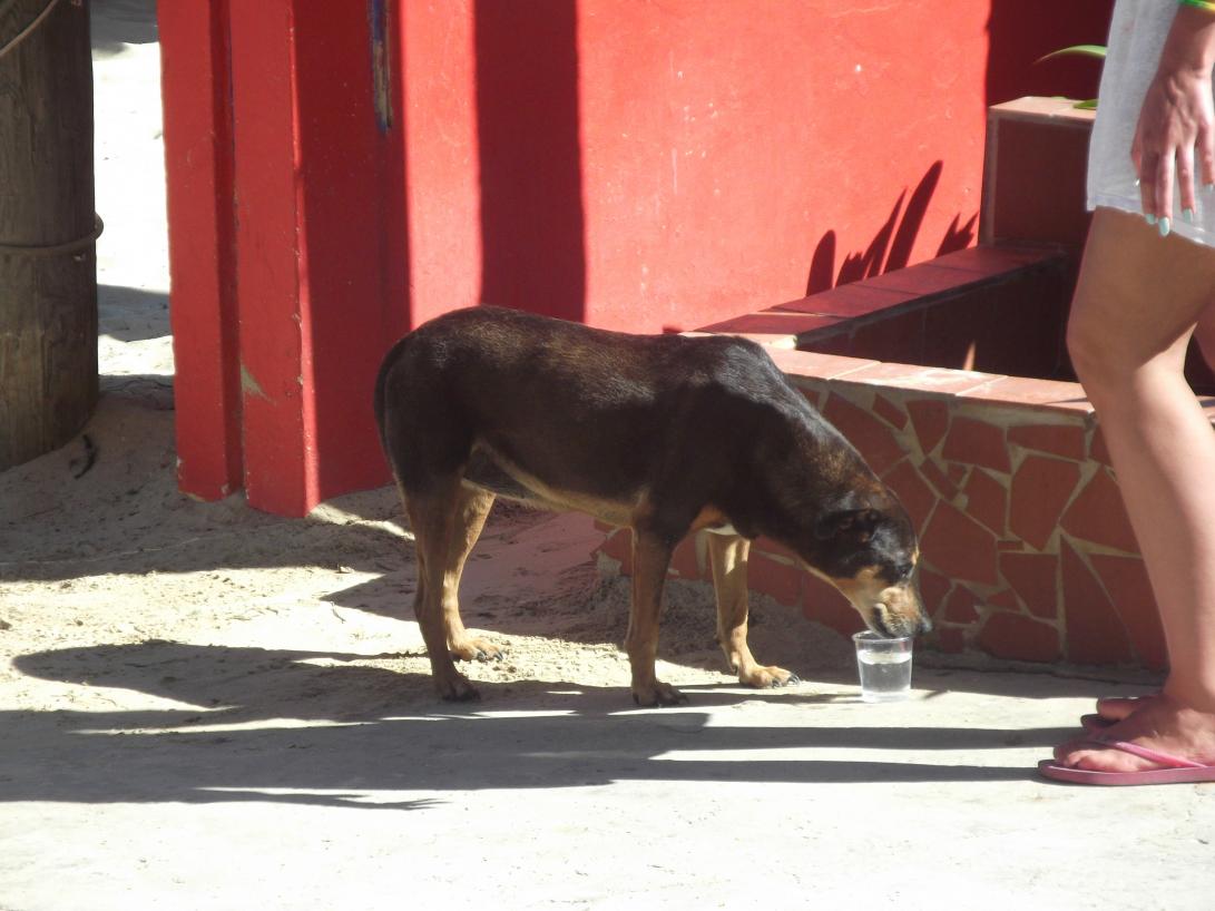 Name:  jamaica april2013 red camera 275.jpg
Views: 1915
Size:  88.0 KB