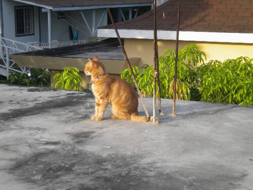 Click image for larger version. 

Name:	Jamaica 2010 photos (1151).jpg 
Views:	547 
Size:	33.6 KB 
ID:	2949