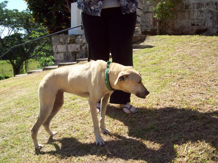 Name:  jamaica 033.jpg
Views: 588
Size:  98.4 KB