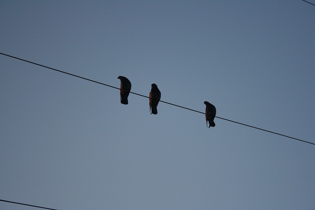 Name:  Jamaica 2011 569.JPG
Views: 307
Size:  52.7 KB