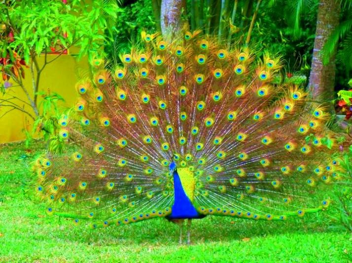 Name:  peacock spread.jpg
Views: 1413
Size:  98.2 KB