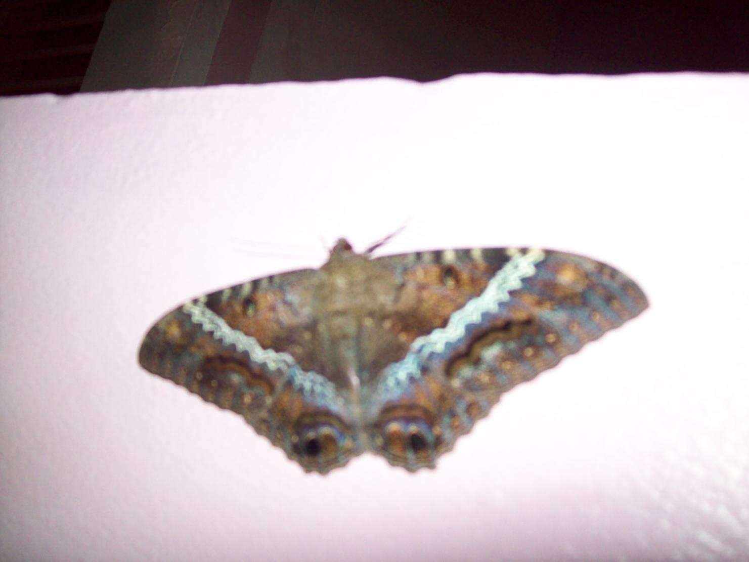 Name:  jamaica 083.jpg
Views: 340
Size:  78.4 KB
