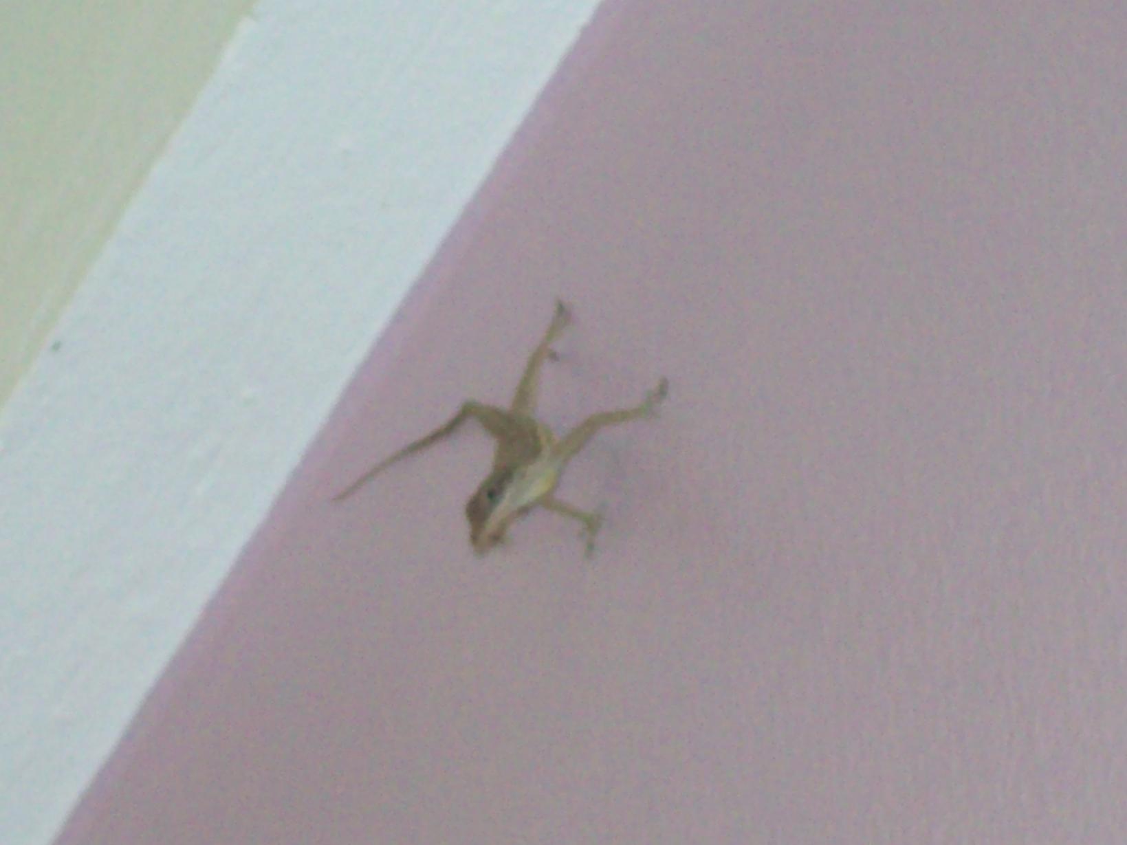 Name:  jamaica 007.jpg
Views: 349
Size:  83.9 KB