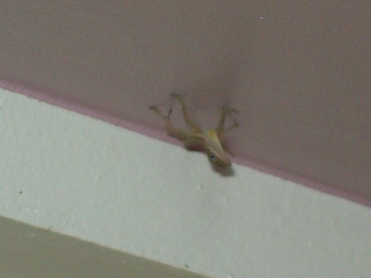Name:  jamaica 008.jpg
Views: 331
Size:  56.1 KB