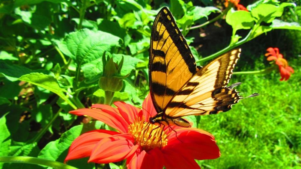 Name:  Butterfly.jpg
Views: 1264
Size:  98.5 KB