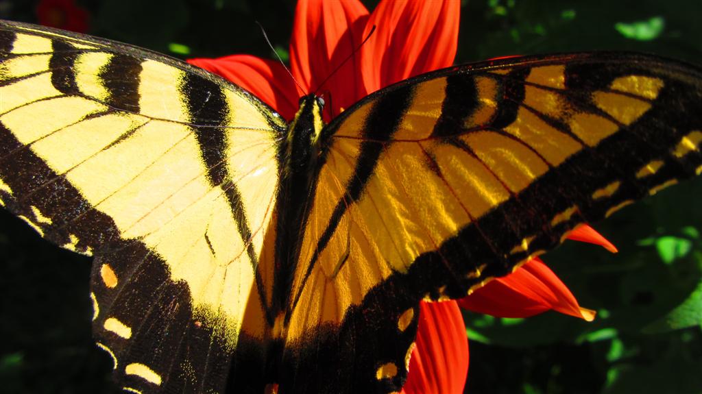 Name:  Spread Your Wings (Large).JPG
Views: 492
Size:  91.8 KB