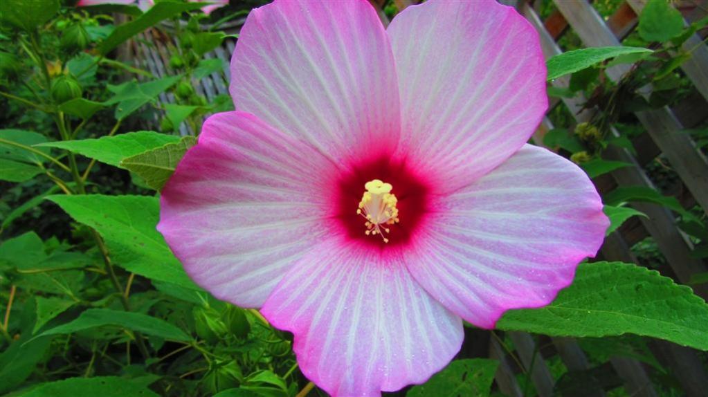 Name:  Hibiscus.jpg
Views: 264
Size:  76.2 KB