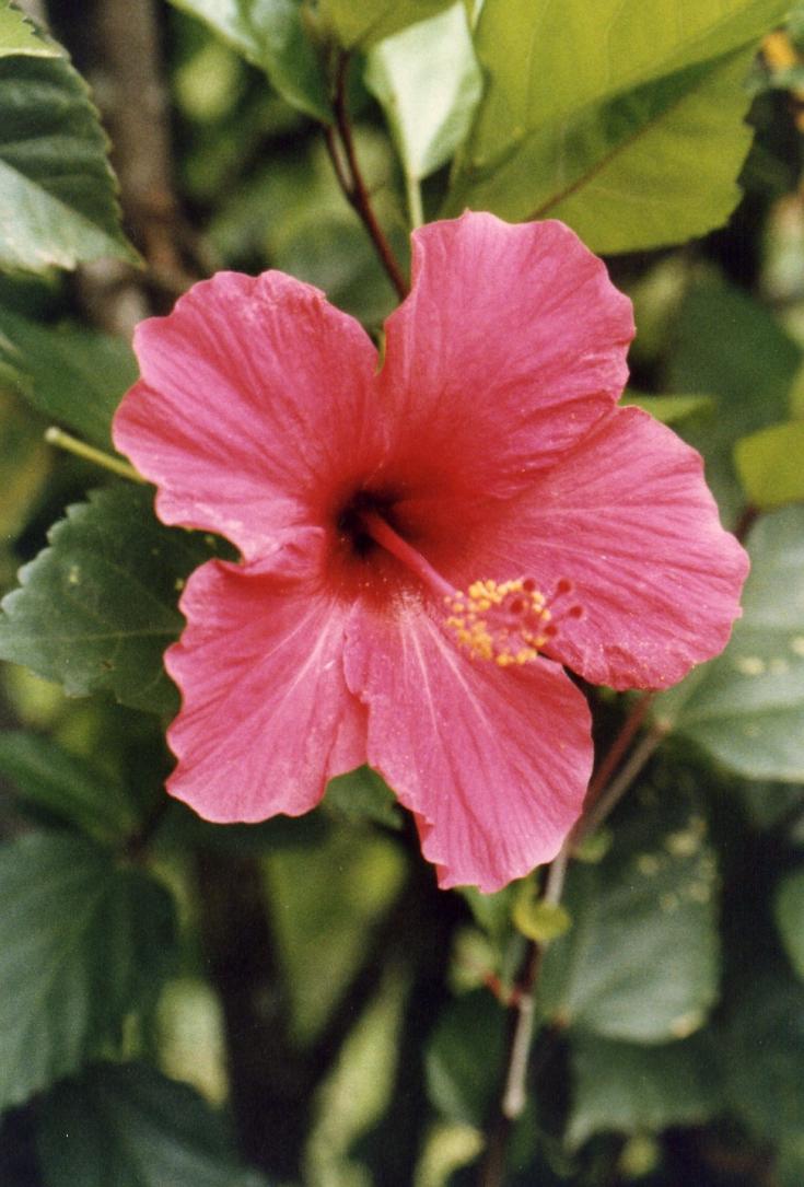 Name:  Hibiscus.jpg
Views: 712
Size:  94.0 KB