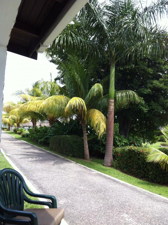 Name:  RTI Negril 2013 (177).jpg
Views: 1004
Size:  98.4 KB