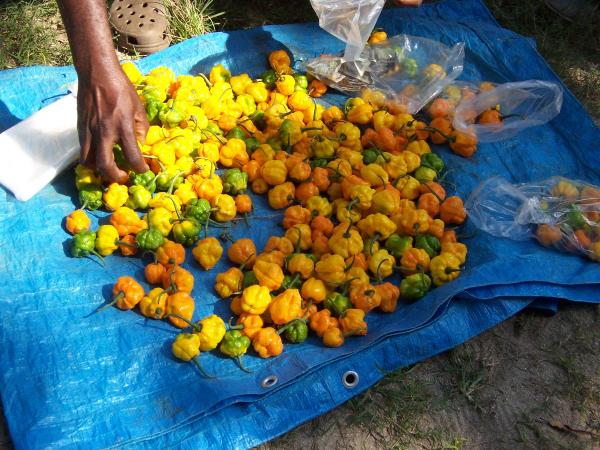 Name:  resized_image Peppers.jpg
Views: 897
Size:  65.8 KB