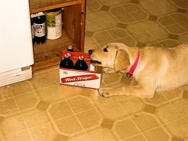 Name:  Chelsi Red Stripe (Small).jpg
Views: 700
Size:  83.3 KB