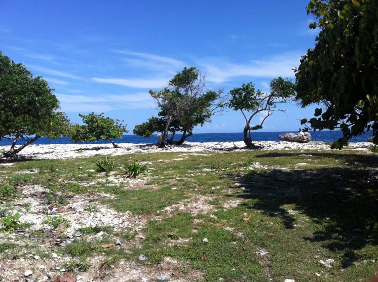 Name:  RTI Negril 2013 (191).jpg
Views: 841
Size:  98.0 KB