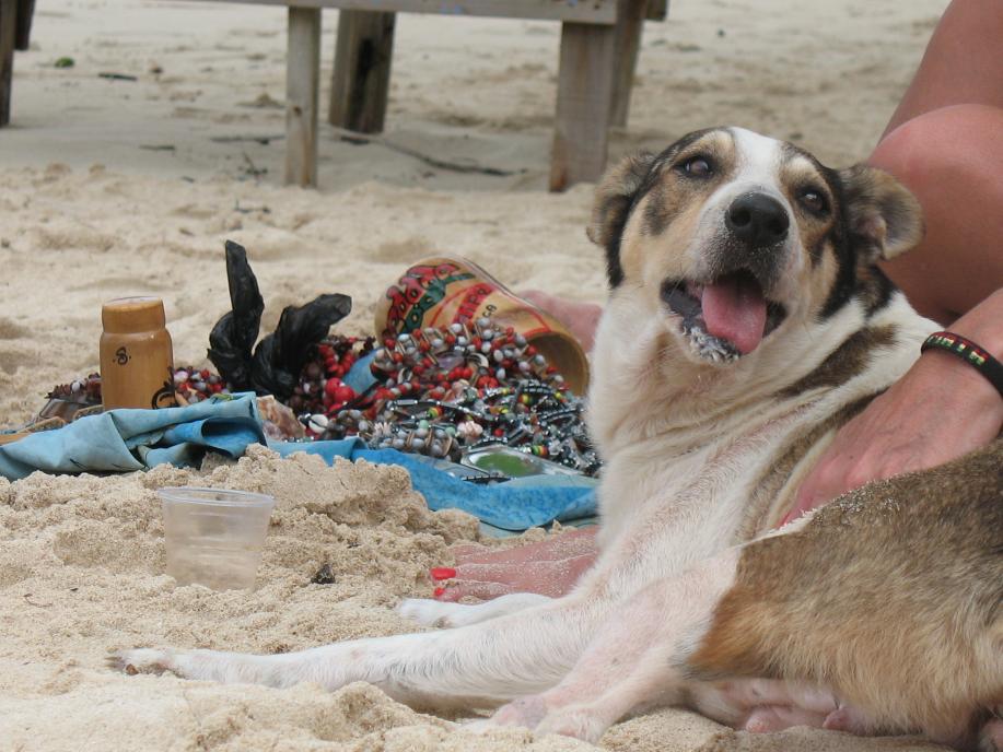 Name:  Beach dog, no teeth.jpg
Views: 520
Size:  94.0 KB