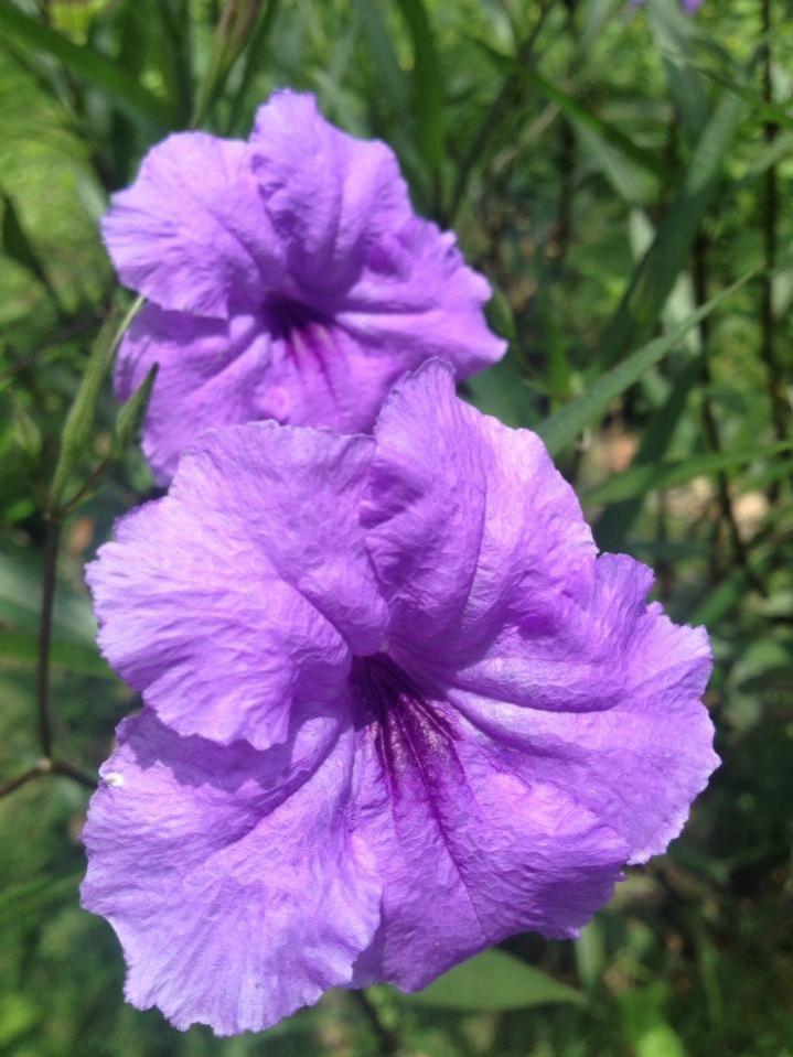 Name:  2013 08 29 purple flower.jpg
Views: 425
Size:  83.3 KB