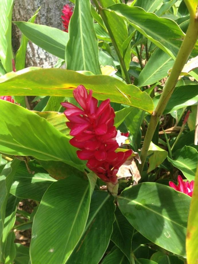 Name:  2013 08 29 red flower.jpg
Views: 434
Size:  92.4 KB