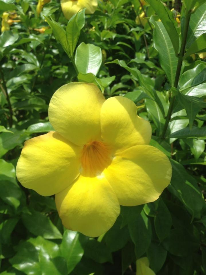 Name:  2013 08 29 yellow flower.jpg
Views: 381
Size:  74.7 KB