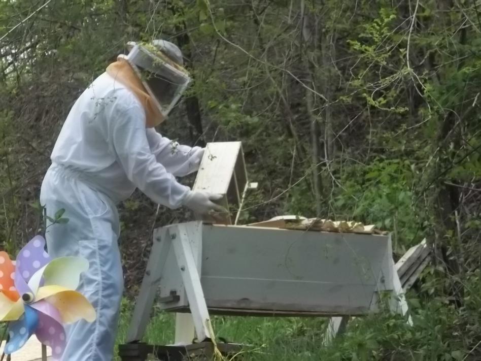 Name:  hiving the bees 008.jpg
Views: 468
Size:  90.6 KB