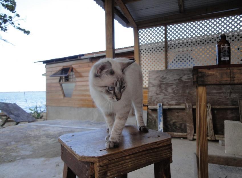 Name:  neg11.jpg
Views: 1145
Size:  64.6 KB