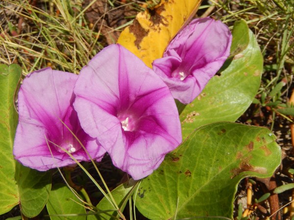 Name:  Jamaica 11-12-13 - Treasure Beach Area - 1388.jpg
Views: 751
Size:  84.9 KB