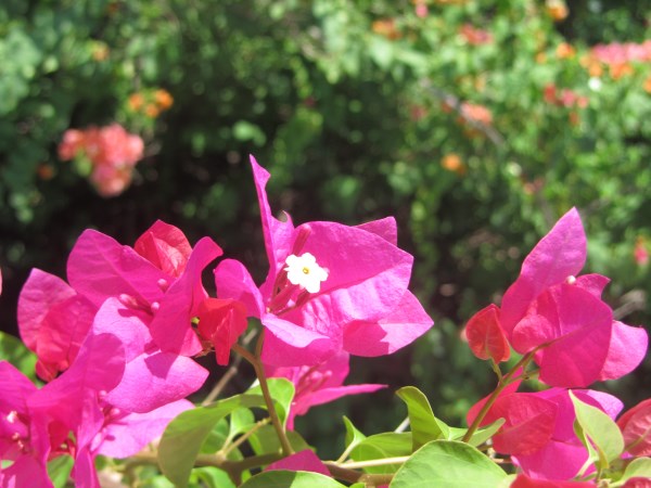 Name:  Jamaica 11-15-13 - Treasure Beach Hotel - 6367.jpg
Views: 696
Size:  66.6 KB