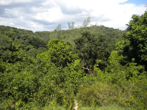 Click image for larger version. 

Name:	Jamaica 2010 photos (899).jpg 
Views:	624 
Size:	55.7 KB 
ID:	3214