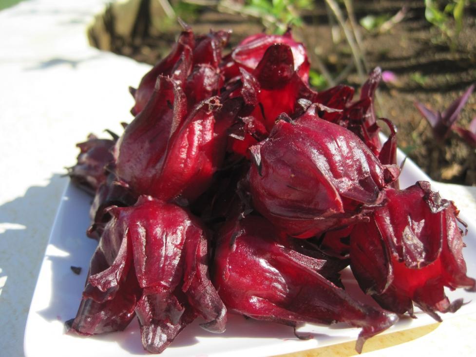 Name:  sorrel.jpg
Views: 1088
Size:  90.3 KB