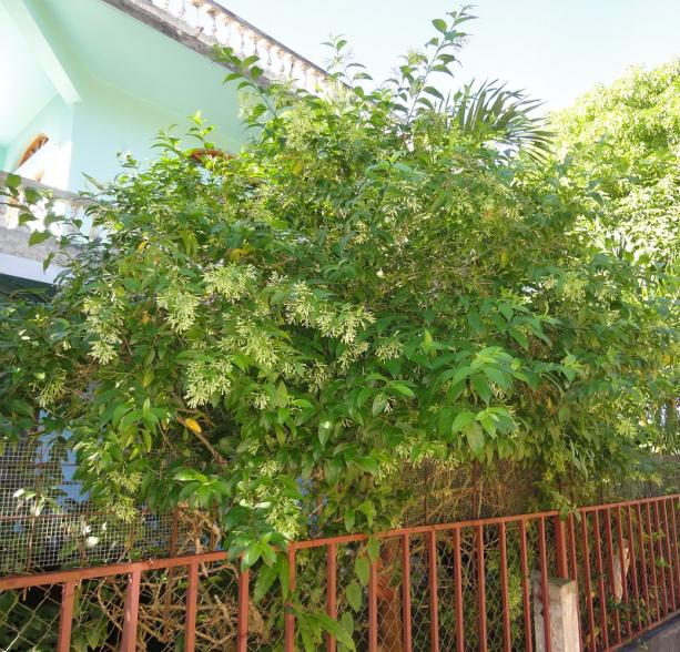 Name:  neg33.jpg
Views: 862
Size:  98.0 KB