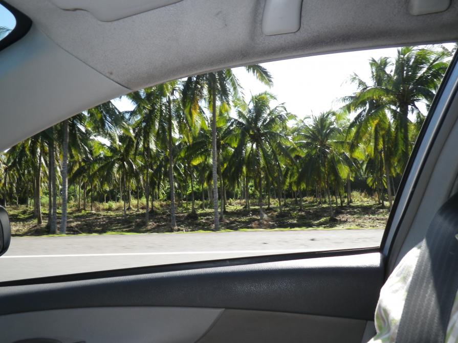 Name:  Jamaica 2013 042.jpg
Views: 878
Size:  94.8 KB