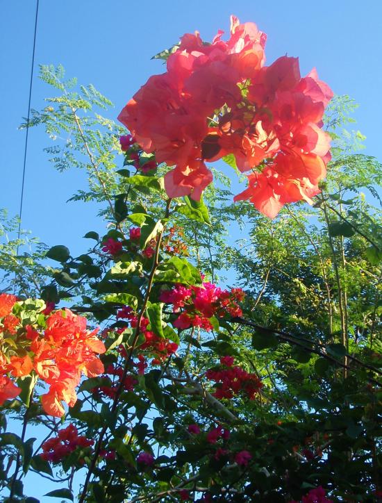 Name:  Negril 2014 062.jpg
Views: 674
Size:  101.6 KB