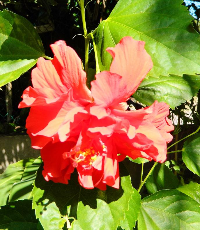 Name:  Negril 2014 031.jpg
Views: 336
Size:  93.5 KB