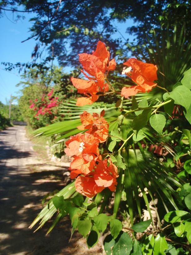 Name:  Negril 2014 003.jpg
Views: 348
Size:  98.4 KB