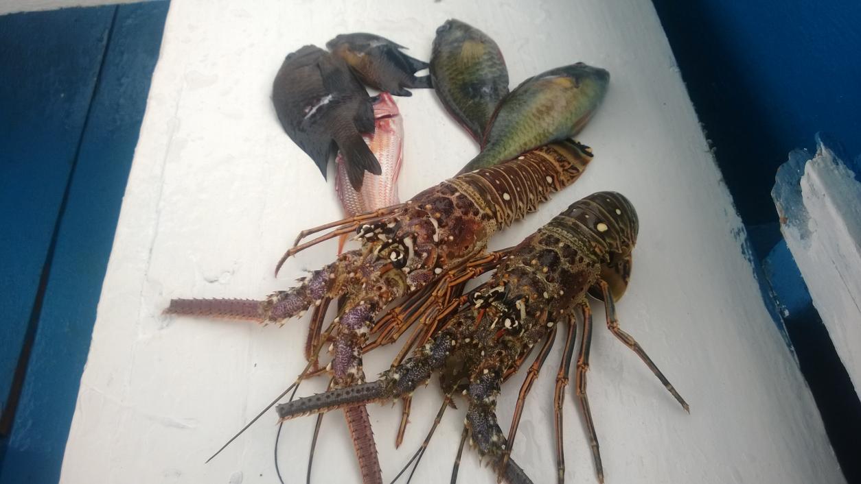 Name:  22 lobster.jpg
Views: 3319
Size:  93.6 KB