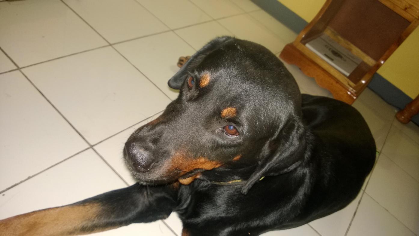 Name:  negril four dog.jpg
Views: 3599
Size:  91.0 KB