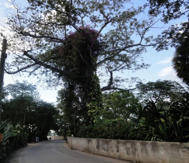 Name:  Old Tree Negril 2013.jpg
Views: 478
Size:  85.3 KB