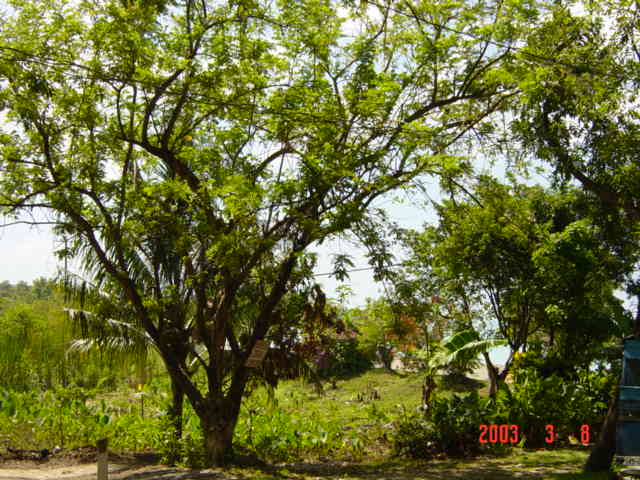 Name:  Jamaica 2003 061.jpg
Views: 231
Size:  60.7 KB
