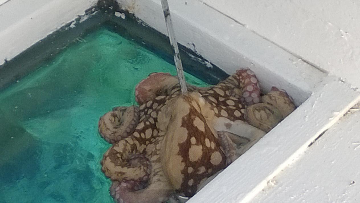 Name:  44 octopus.jpg
Views: 3161
Size:  92.1 KB