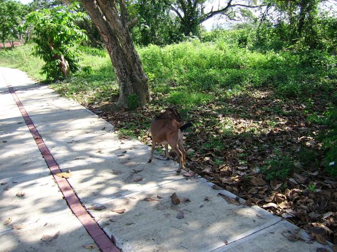 Name:  SSA50207.jpg
Views: 634
Size:  98.7 KB