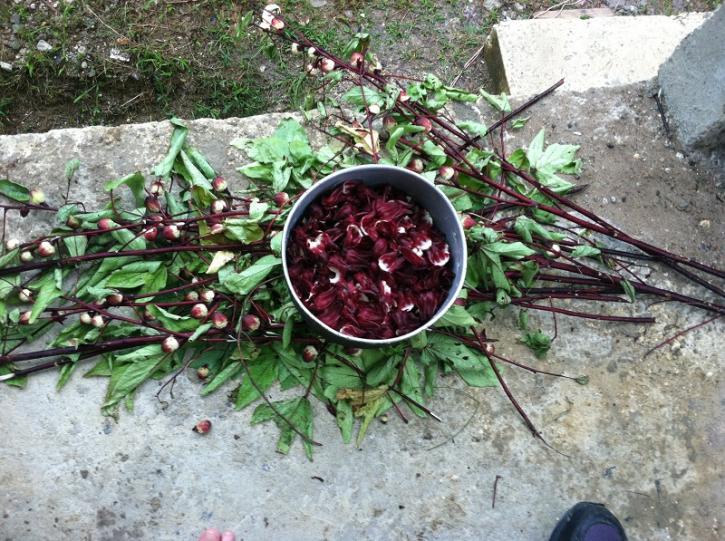 Name:  0011 Sorrel.jpg
Views: 1350
Size:  101.1 KB