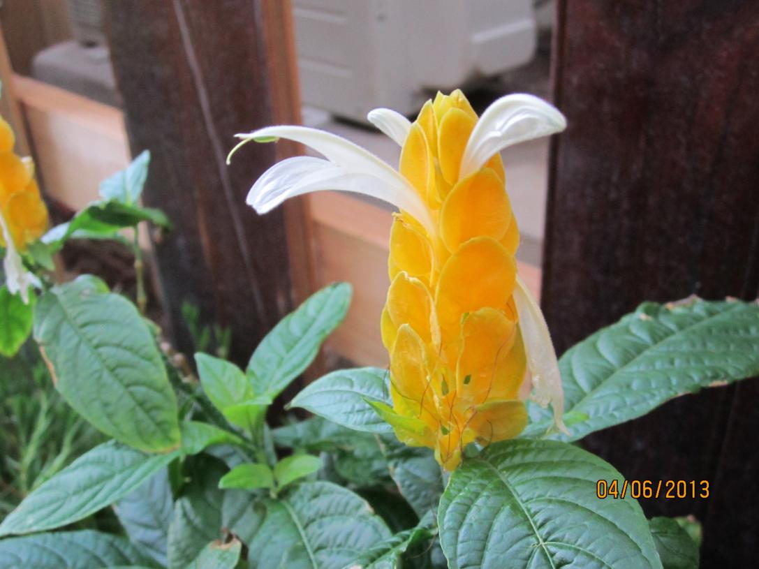 Name:  IMG_0626.jpg
Views: 262
Size:  84.7 KB
