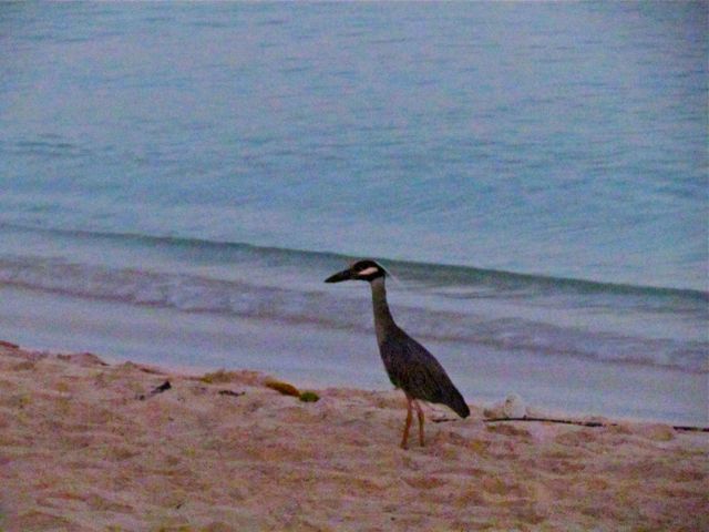 Name:  IMG_4109.jpg
Views: 2699
Size:  50.3 KB
