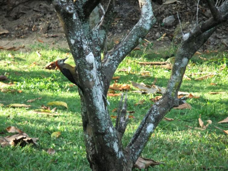 Name:  Woodpecker c.jpg
Views: 371
Size:  100.7 KB