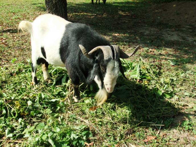 Name:  Ram 1.jpg
Views: 283
Size:  103.7 KB