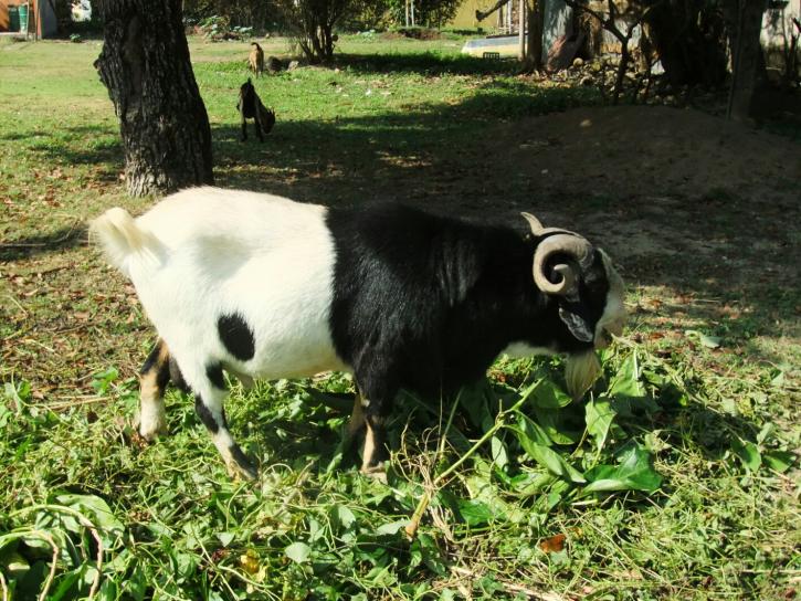 Name:  Ram 3.jpg
Views: 257
Size:  100.9 KB