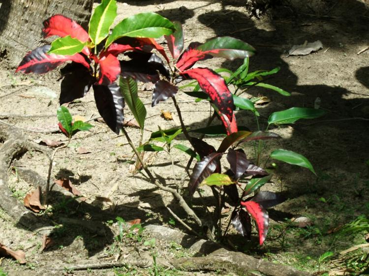 Name:  New growth.jpg
Views: 414
Size:  101.8 KB